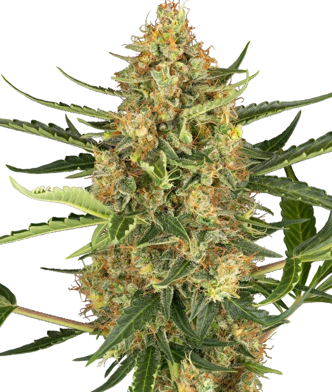 Blueberry Bubblegum Automatic (Sensi Seeds) – Pflanze