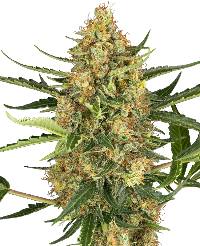 Blueberry Bubblegum Automatic (Sensi Seeds) – Pflanze