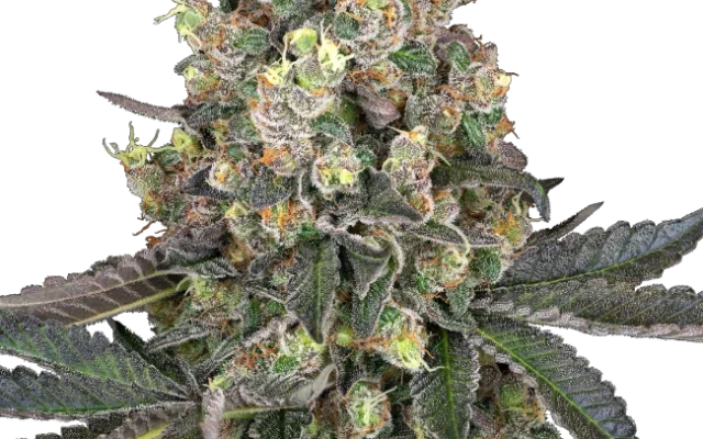 Sweet Berry Breeze Feminized (Sensi Seeds) – Pflanze