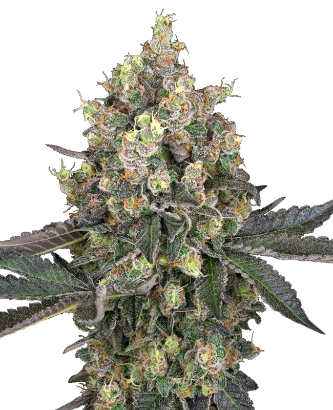 Sweet Berry Breeze Feminized (Sensi Seeds) – Pflanze