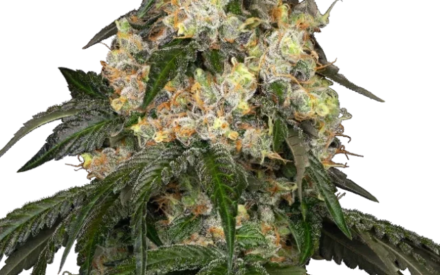 White Biscotti OG XXL Feminized (Sensi Seeds) – Pflanze