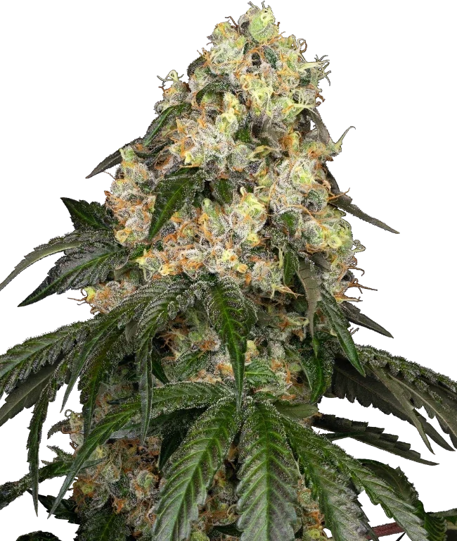 White Biscotti OG XXL Feminized (Sensi Seeds) – Pflanze