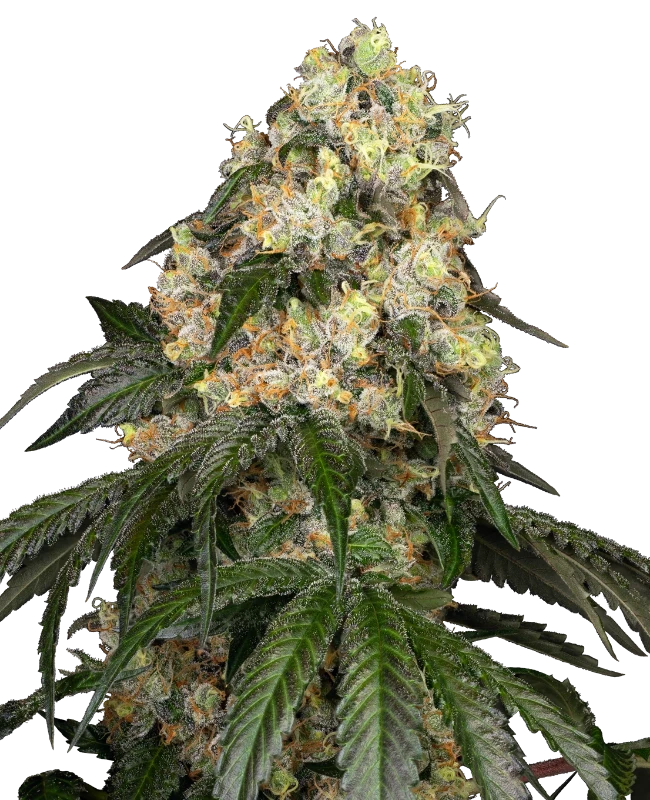 White Biscotti OG XXL Feminized (Sensi Seeds) – Pflanze
