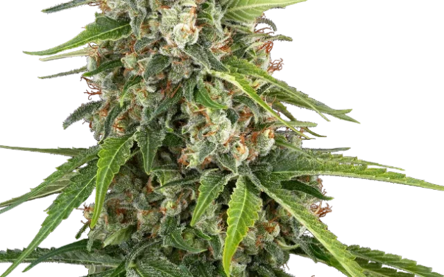Blue Sunset Feminized (Sensi Seeds) – Pflanze