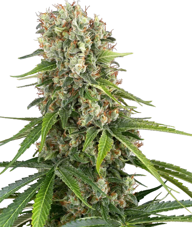 Blue Sunset Feminized (Sensi Seeds) – Pflanze