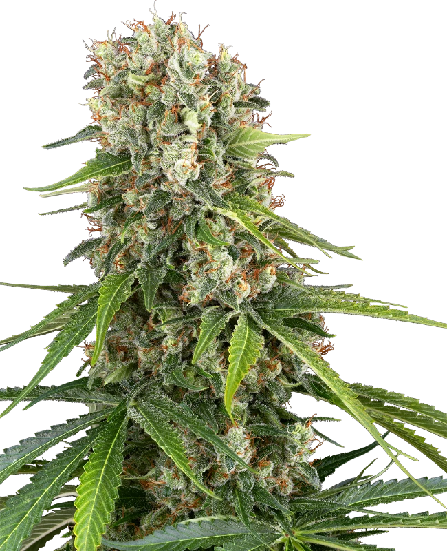 Blue Sunset Feminized (Sensi Seeds) – Pflanze