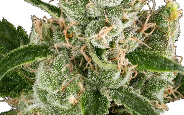 California Haze Feminized (Sensi Seeds) – Pflanze