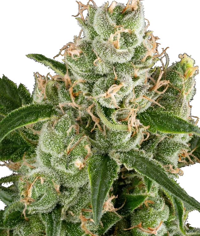 California Haze Feminized (Sensi Seeds) – Pflanze