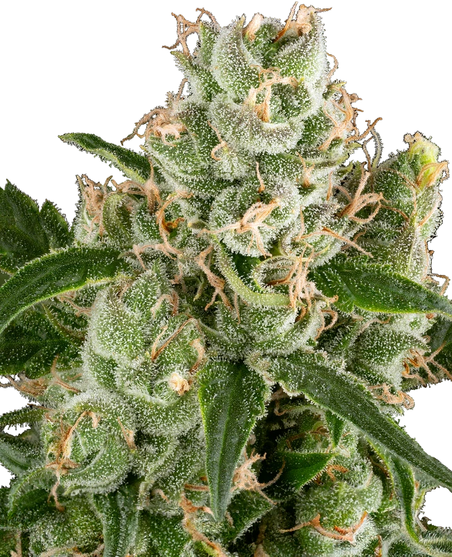 California Haze Feminized (Sensi Seeds) – Pflanze