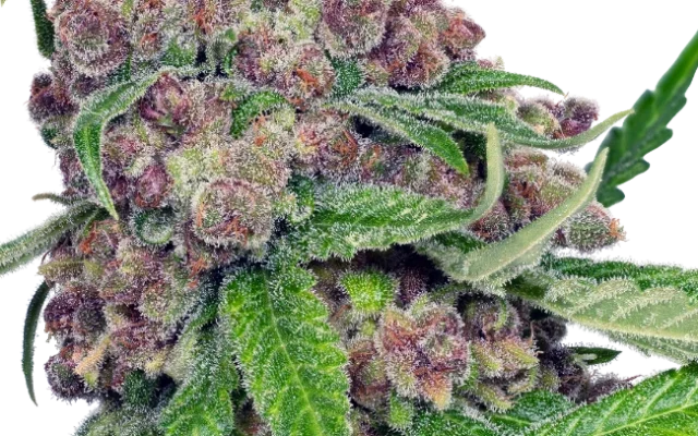 Cherry Bacio Feminized (Sensi Seeds) – Pflanze