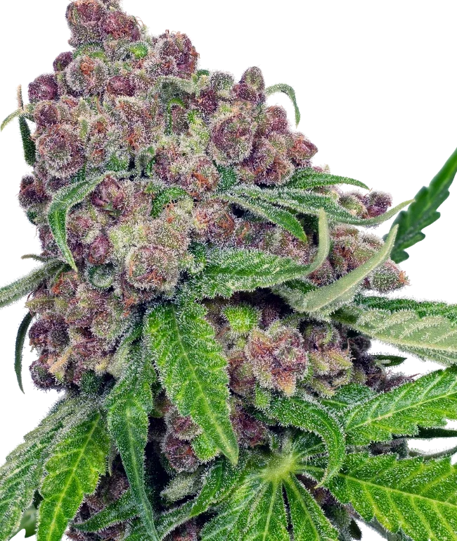 Cherry Bacio Feminized (Sensi Seeds) – Pflanze