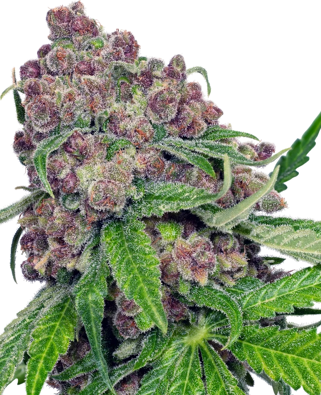 Cherry Bacio Feminized (Sensi Seeds) – Pflanze