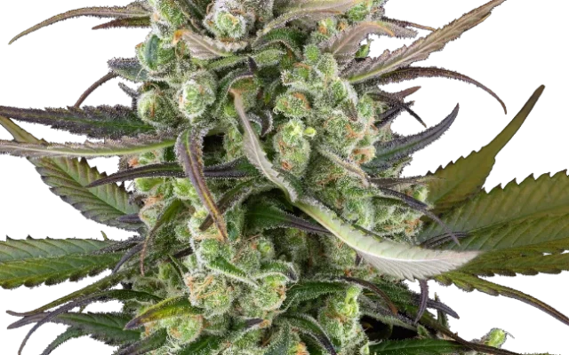 Headband Kiwi Automatic (Sensi Seeds) – Pflanze