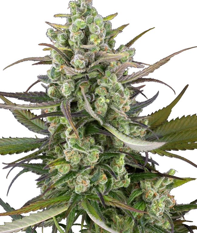 Headband Kiwi Automatic (Sensi Seeds) – Pflanze