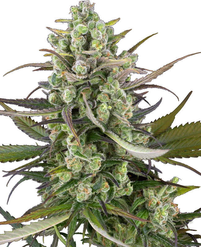 Headband Kiwi Automatic (Sensi Seeds) – Pflanze