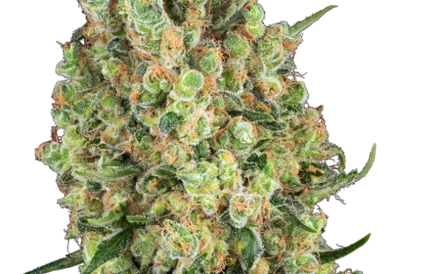 Candy Hash Feminized (Sensi Seeds) – Pflanze