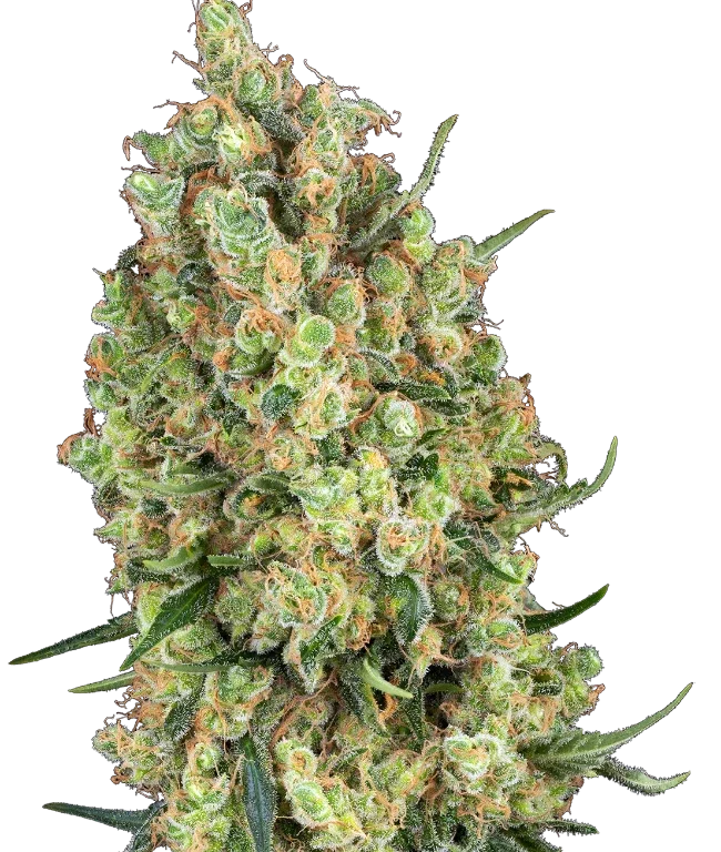 Candy Hash Feminized (Sensi Seeds) – Pflanze