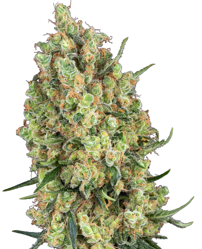 Candy Hash Feminized (Sensi Seeds) – Pflanze