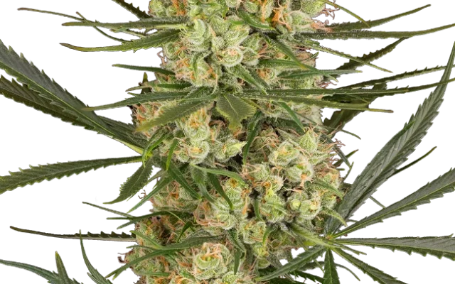 Haze Dawg Automatic (Sensi Seeds) – Pflanze