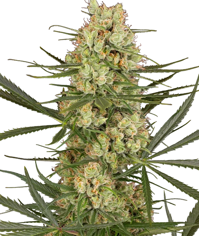 Haze Dawg Automatic (Sensi Seeds) – Pflanze
