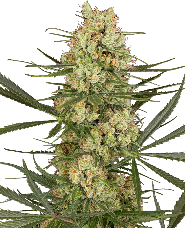 Haze Dawg Automatic (Sensi Seeds) – Pflanze