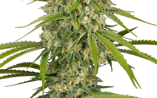 LA Sugar Feminized (Sensi Seeds) – Pflanze