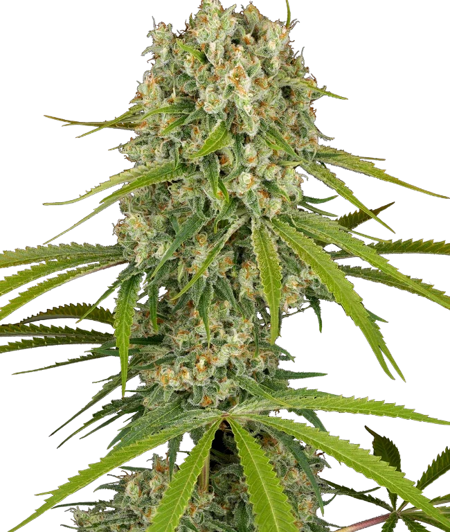 LA Sugar Feminized (Sensi Seeds) – Pflanze