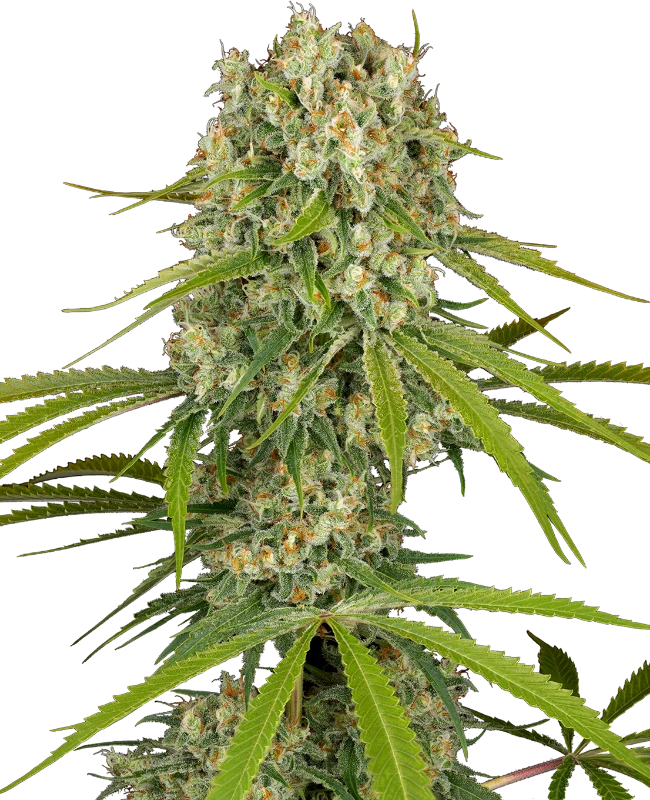 LA Sugar Feminized (Sensi Seeds) – Pflanze