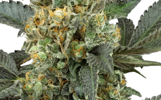 Mimosa Sunrise XXL Automatic (Sensi Seeds) – Pflanze