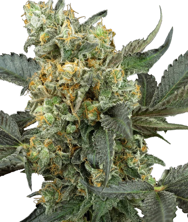 Mimosa Sunrise XXL Automatic (Sensi Seeds) – Pflanze