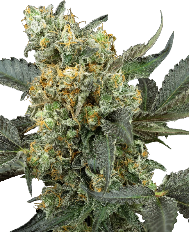 Mimosa Sunrise XXL Automatic (Sensi Seeds) – Pflanze