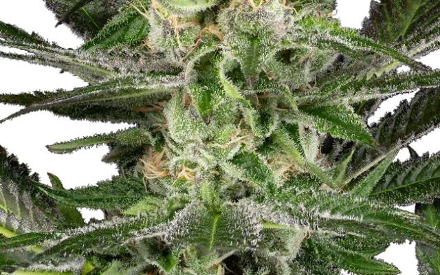 O’Gezuz Feminized (Sensi Seeds) – Pflanze