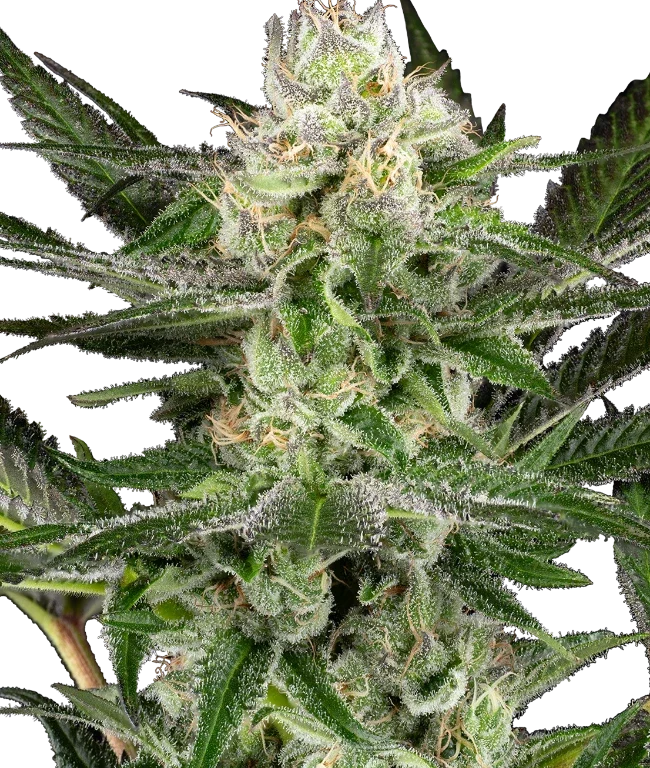 O’Gezuz Feminized (Sensi Seeds) – Pflanze