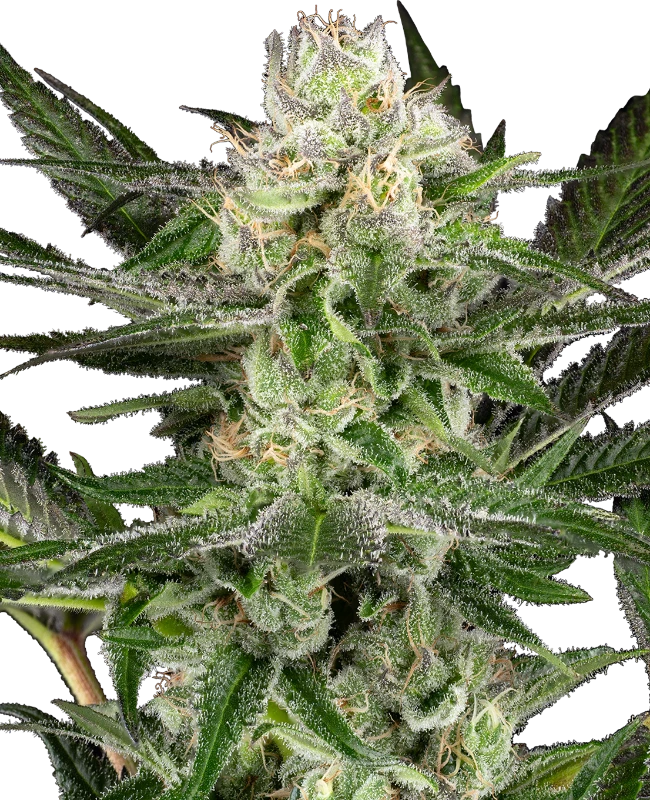 O’Gezuz Feminized (Sensi Seeds) – Pflanze