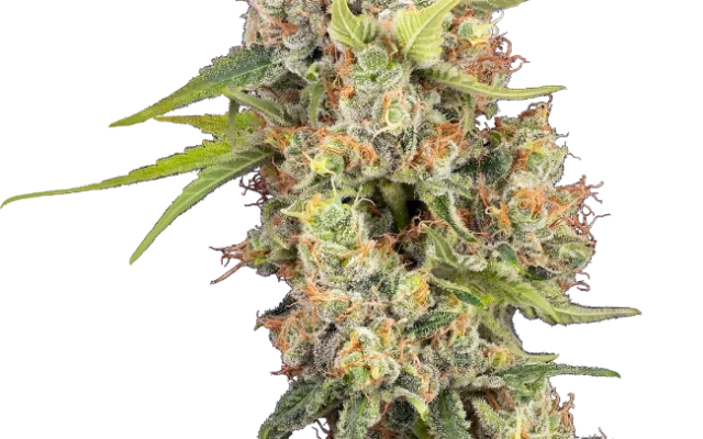 Raspberry Critical Kush Feminized (Sensi Seeds) – Pflanze