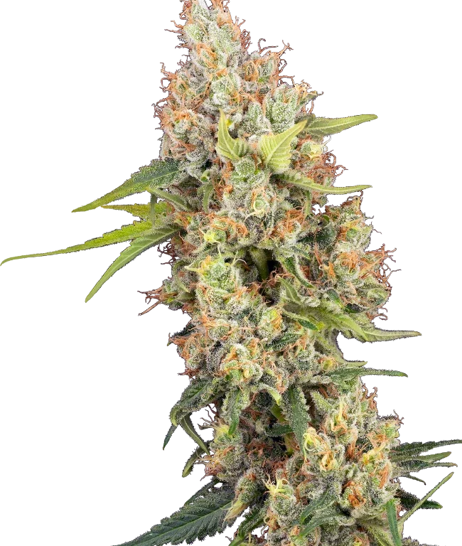 Raspberry Critical Kush Feminized (Sensi Seeds) – Pflanze