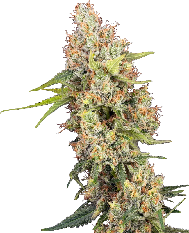 Raspberry Critical Kush Feminized (Sensi Seeds) – Pflanze