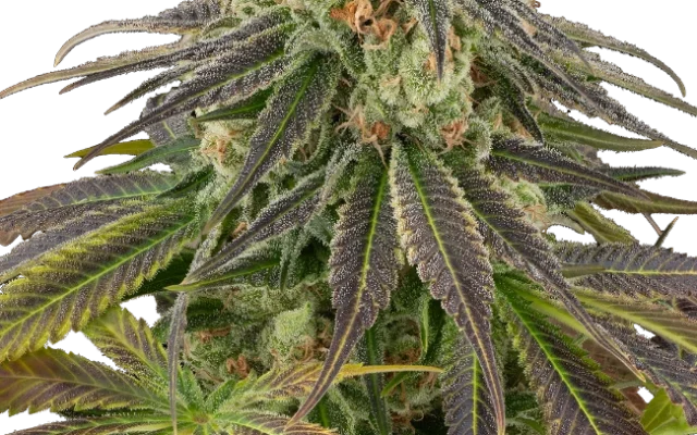 Stardust Kush Automatic (Sensi Seeds) – Pflanze