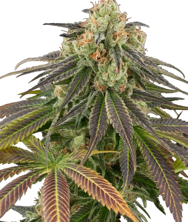 Stardust Kush Automatic (Sensi Seeds) – Pflanze