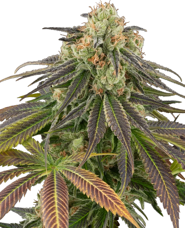 Stardust Kush Automatic (Sensi Seeds) – Pflanze