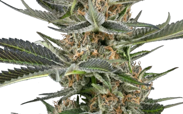 Thin Mint Kiwi Automatic (Sensi Seeds) – Pflanze
