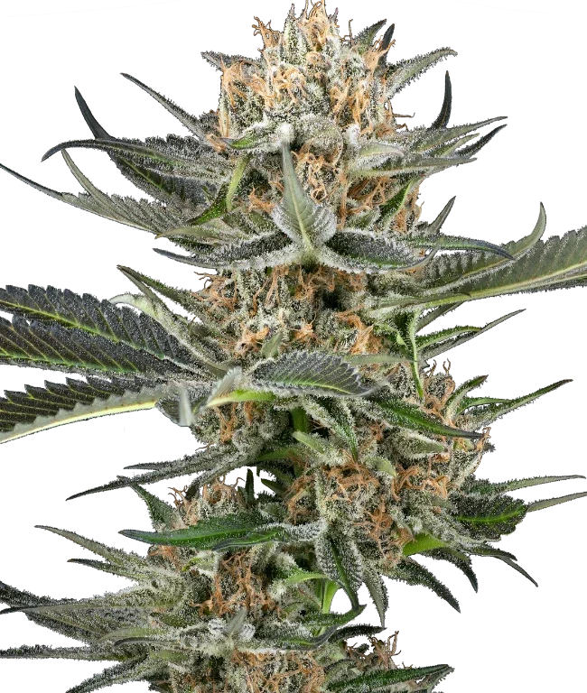 Thin Mint Kiwi Automatic (Sensi Seeds) – Pflanze