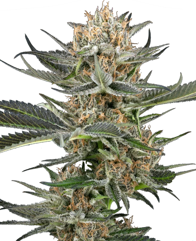 Thin Mint Kiwi Automatic (Sensi Seeds) – Pflanze