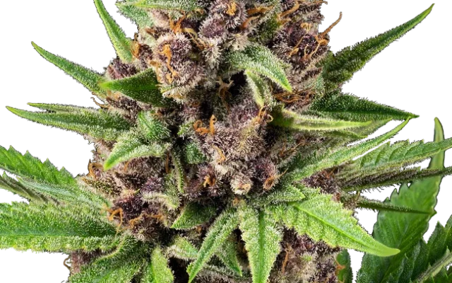 StrawZ Automatic (Sensi Seeds) – Pflanze