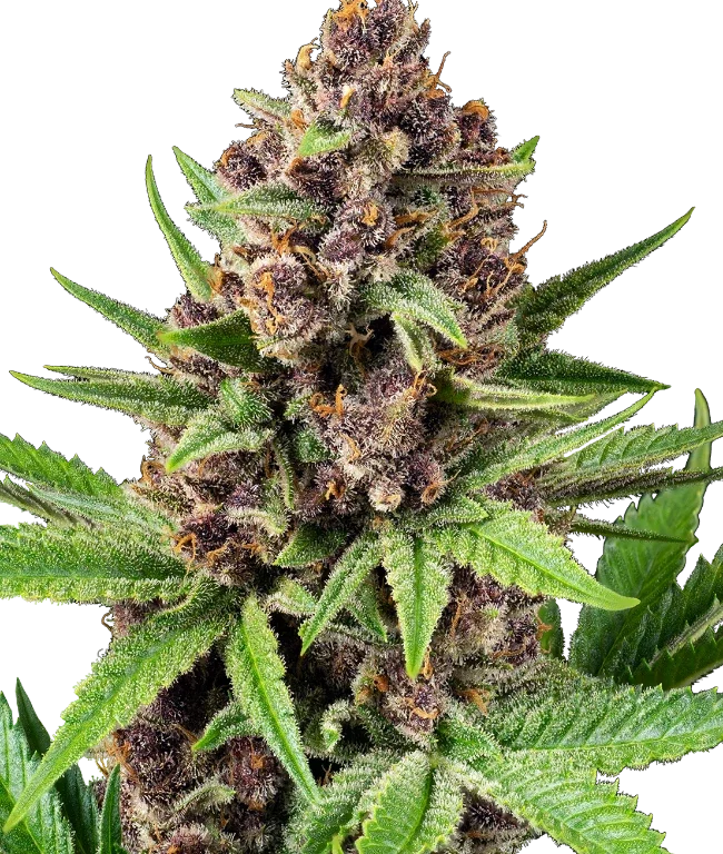StrawZ Automatic (Sensi Seeds) – Pflanze