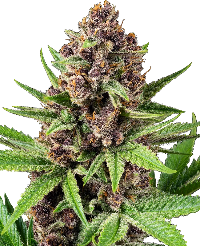 StrawZ Automatic (Sensi Seeds) – Pflanze