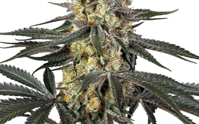 Purple Papaya Paradise Feminized (Sensi Seeds) – Pflanze