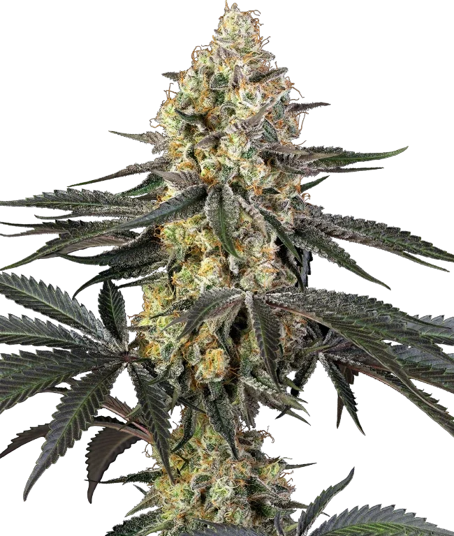 Purple Papaya Paradise Feminized (Sensi Seeds) – Pflanze