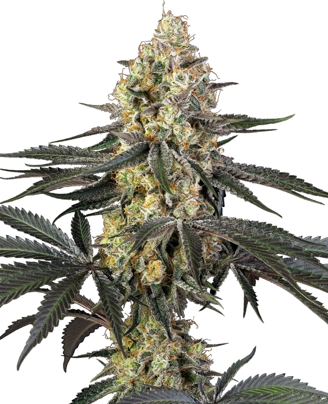 Purple Papaya Paradise Feminized (Sensi Seeds) – Pflanze