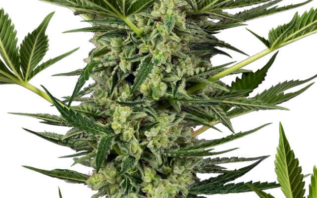 Ghostbuzzters OG Automatic (Sensi Seeds) – Pflanze